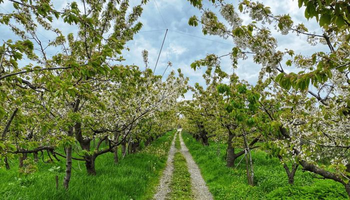 Wiese mit blühenden Obstbäumen und Feldweg