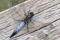 Libelle auf Holz