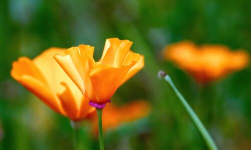 Blumen