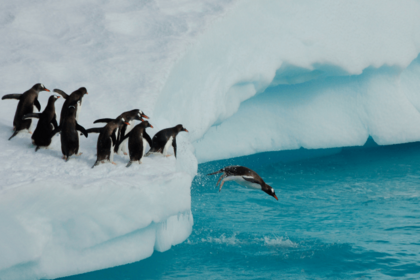 Pinguine