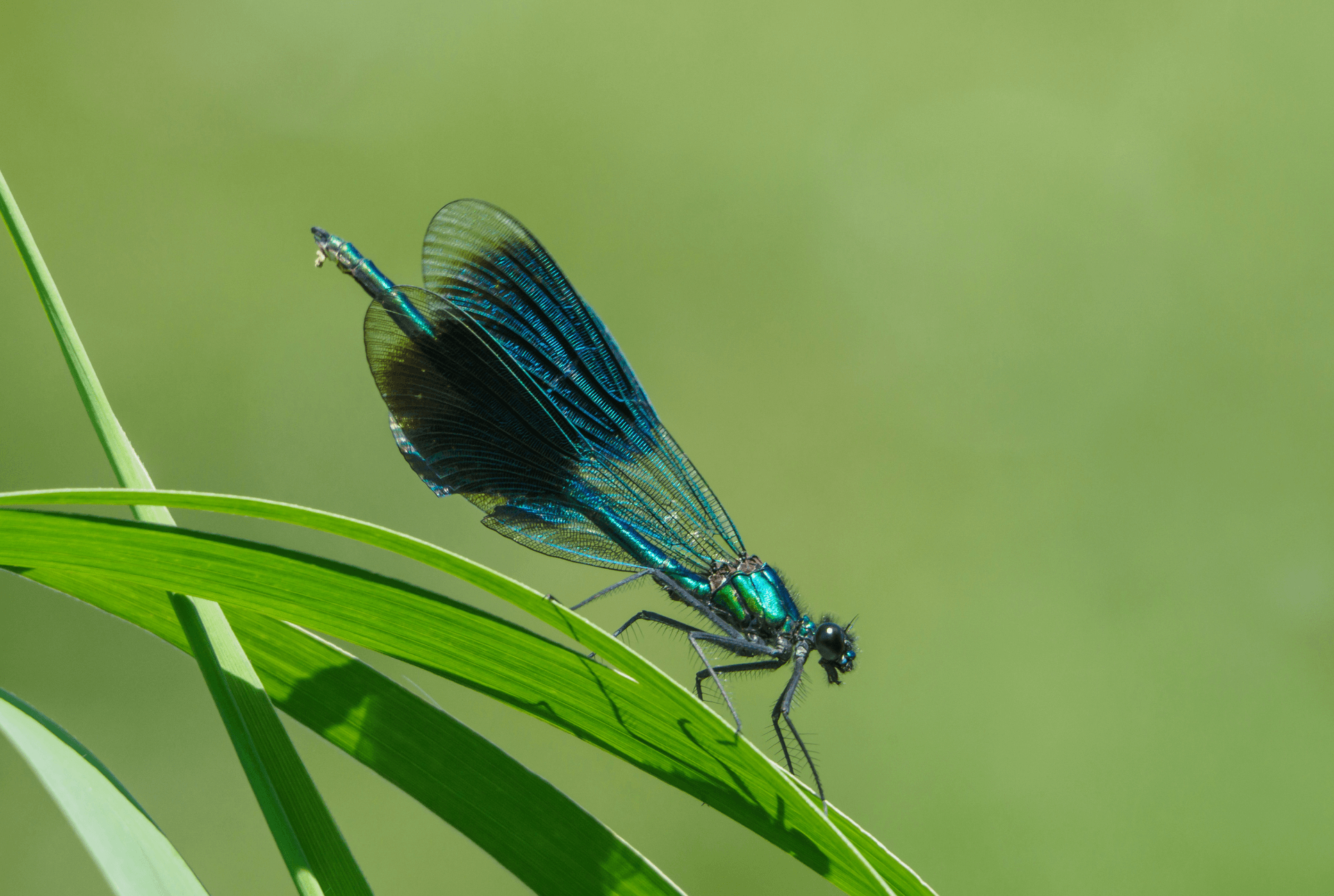 Foto von einer Libelle (die Gebänderte Prachtlibelle)